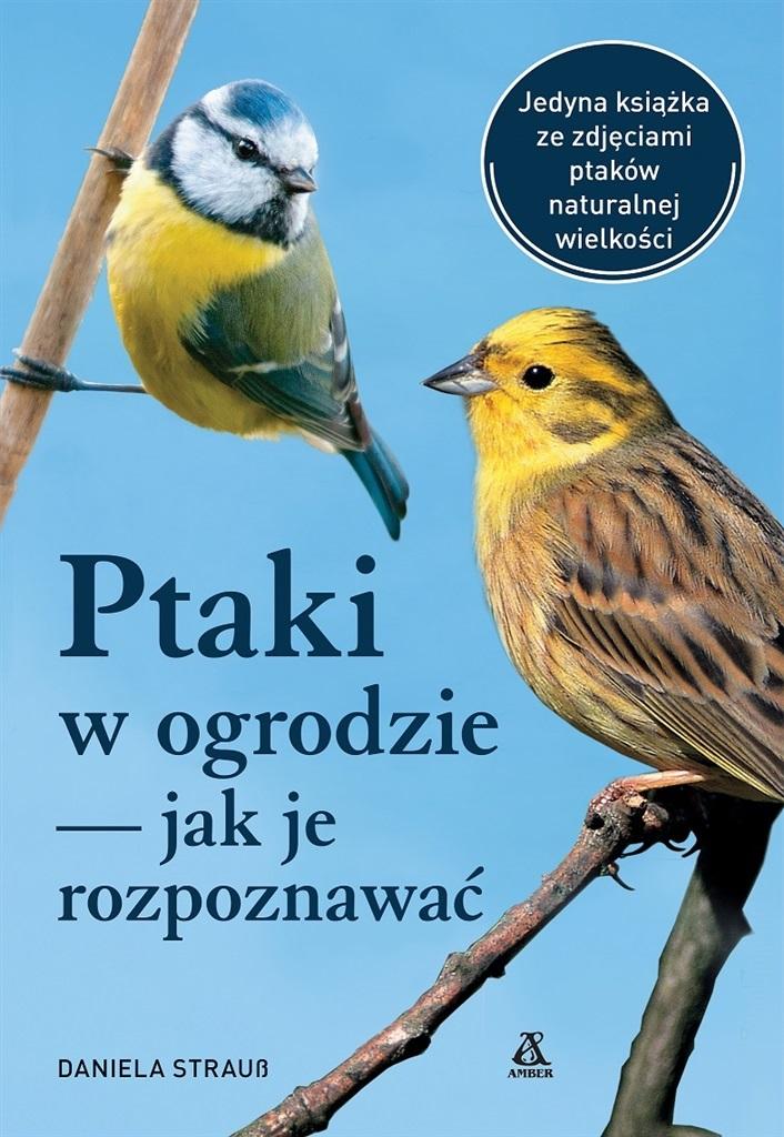 Ptaki w ogrodzie. Jak je rozpoznawać