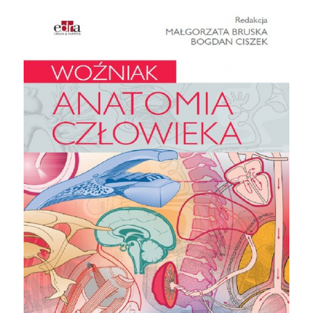 Anatomia człowieka