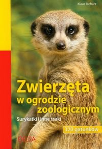 Zwierzęta w ogrodzie zoologicznym. Surykatki..