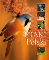 Książka - Ptaki Polski