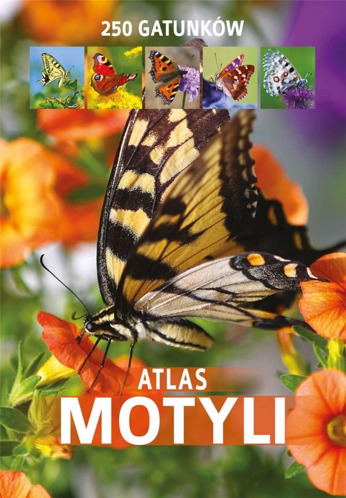 Atlas motyli (dodruk)