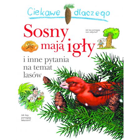 Ciekawe dlaczego sosny mają igły