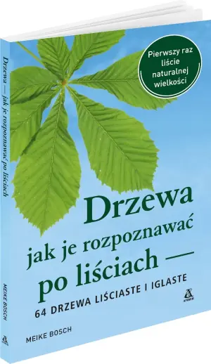 Drzewa. Jak je rozpoznawać