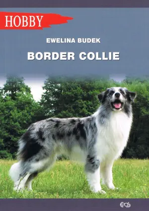 Border collie