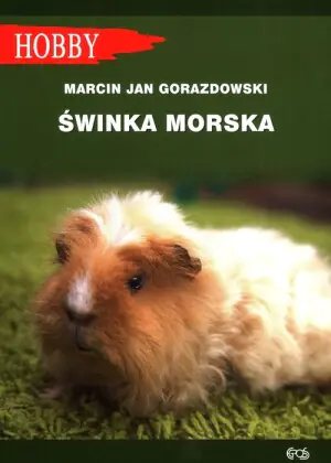 Świnka morska