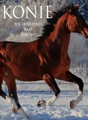 Konie. Pochodzenie, rasy, cechy