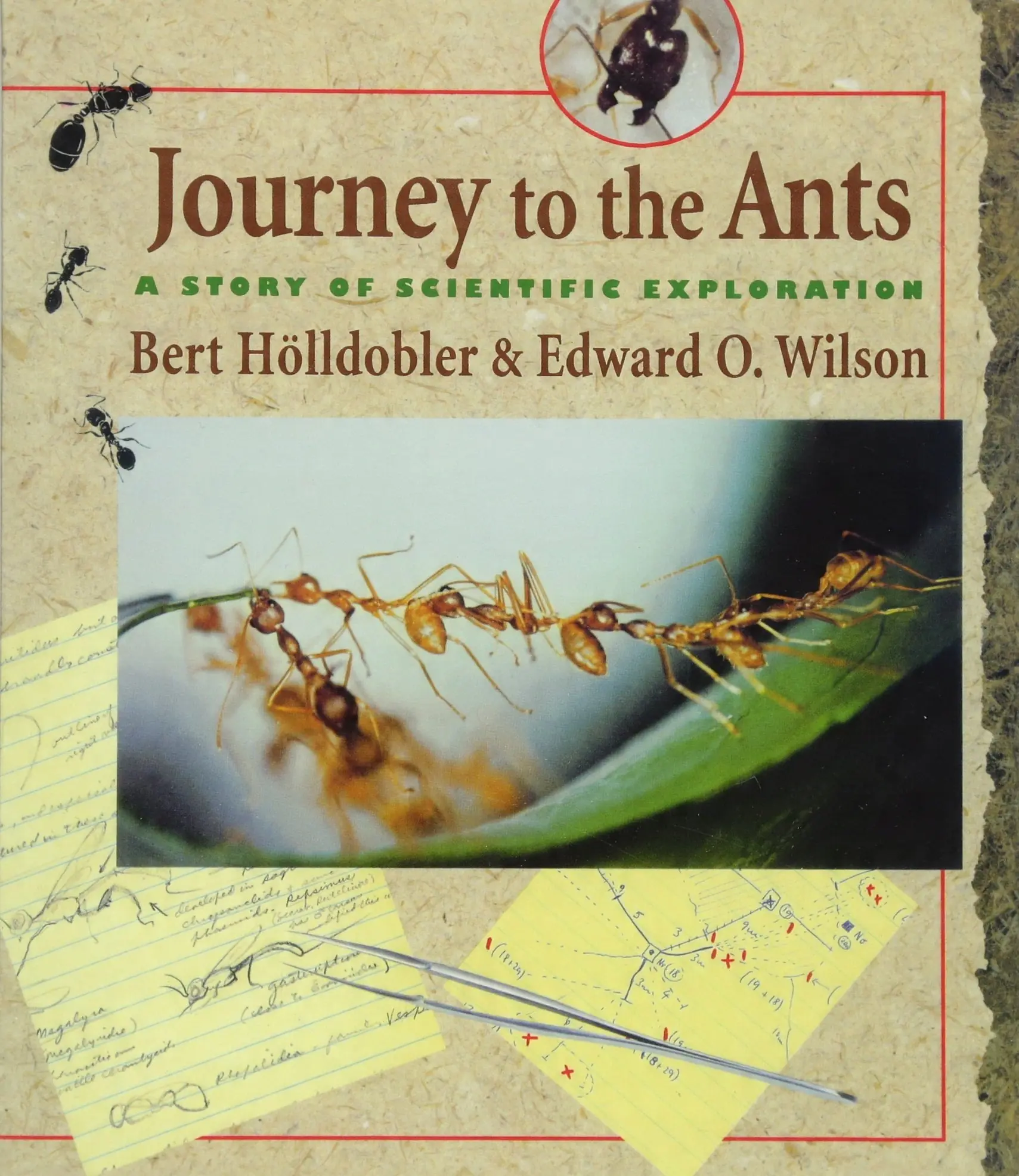 Książka - Journey to the Ants