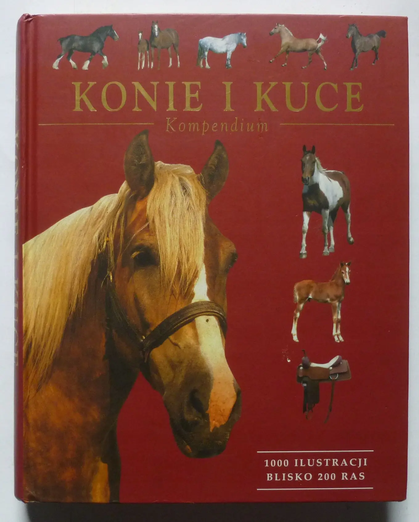 Książka - Konie i kuce: kompendium