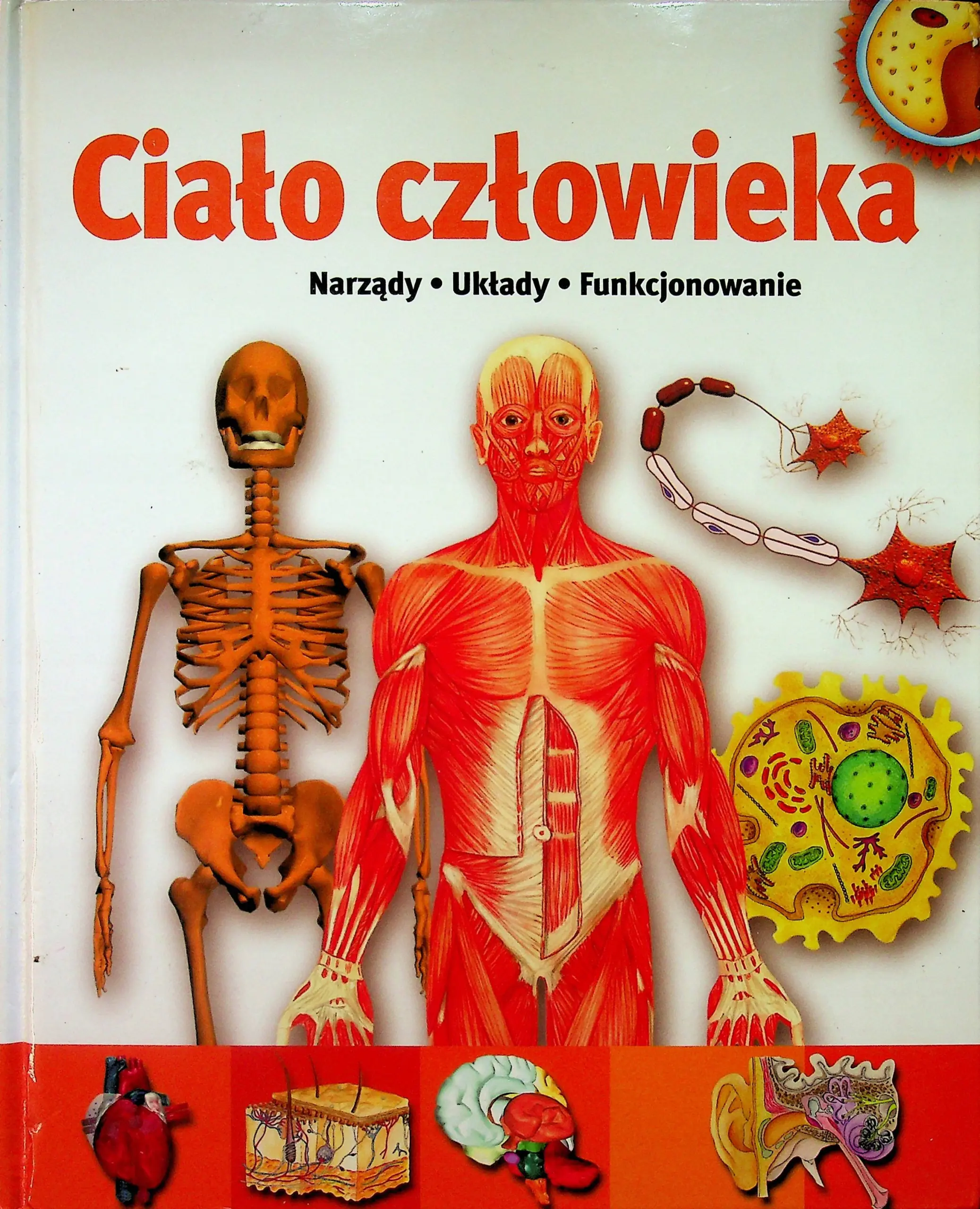 Ciało człowieka. Narządy, układy, funkcjonowania