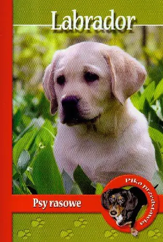 Książka - Pika przedstawia. Labrador. Psy rasowe