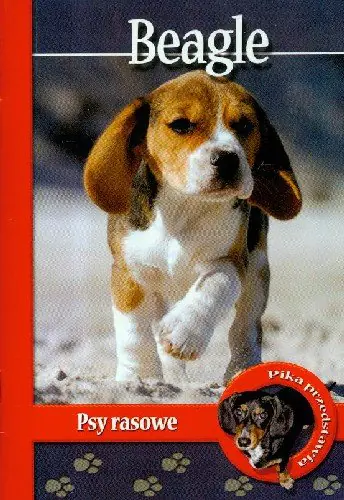 Książka - Pika przedstawia. Beagle. Psy rasowe