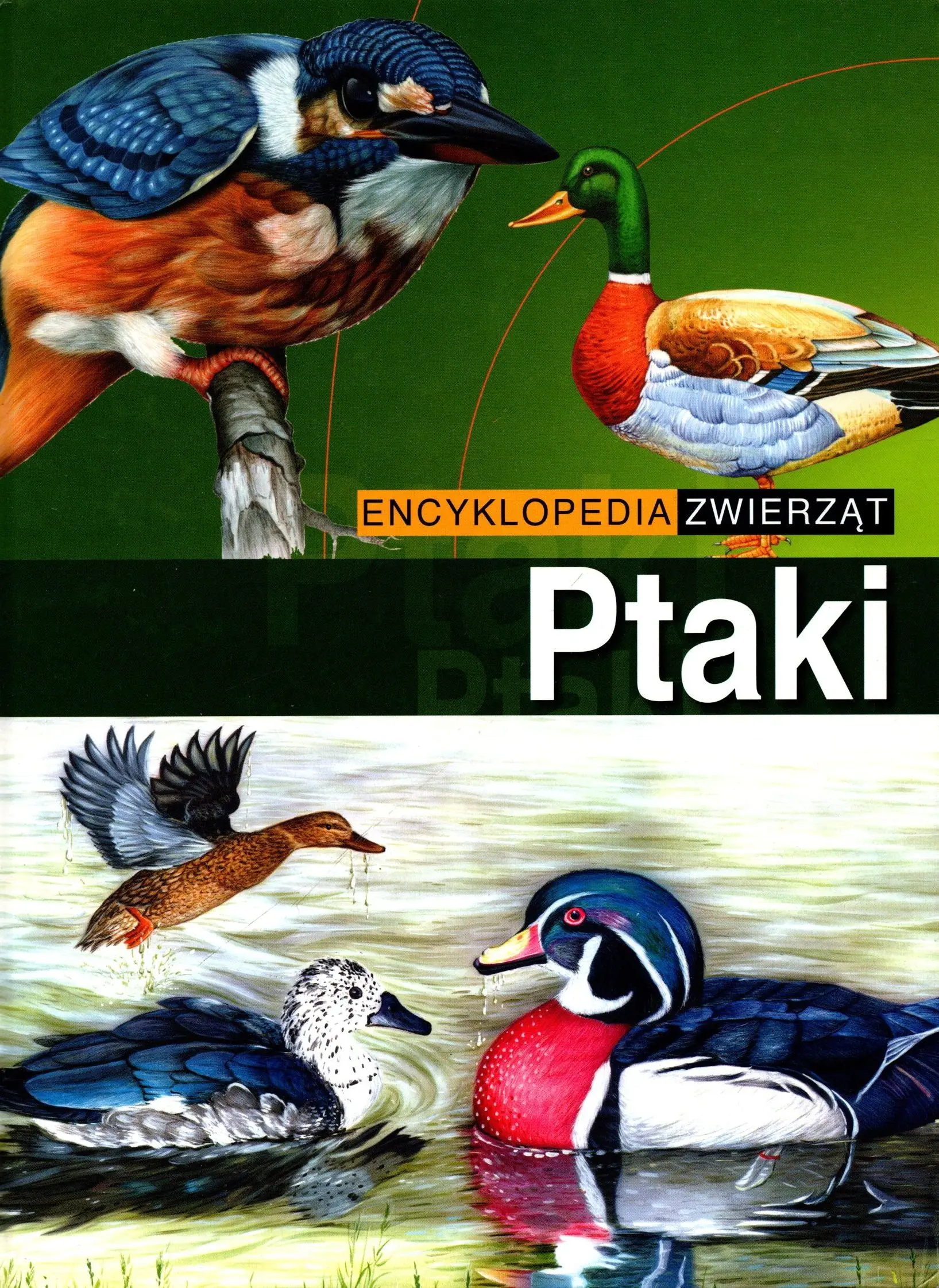 Książka - Ptaki. Encyklopedia zwierząt