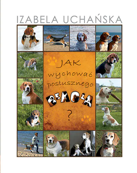 Książka - Jak wychować posłusznego beagla - Izabela Uchańska 