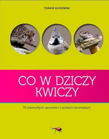 Książka - Co w dziczy kwiczy