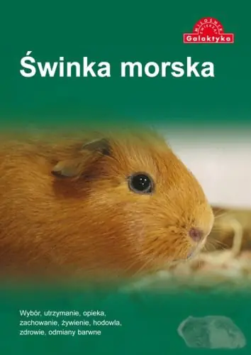 Książka - Świnka morska