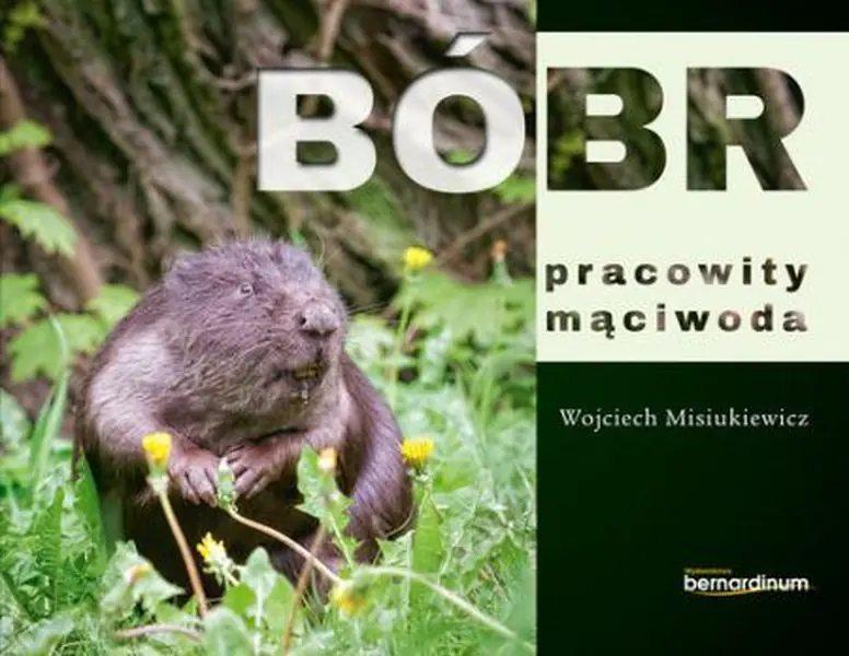 Książka - Bóbr. Pracowity mąciwoda