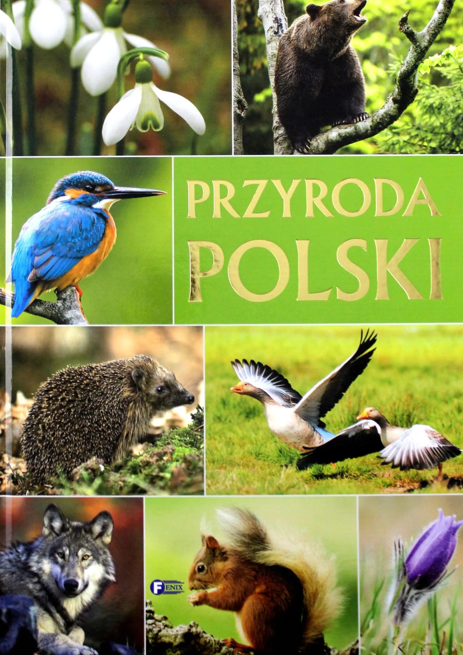 Książka - Przyroda Polski