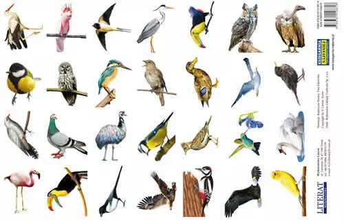 Książka - Naklejki Ptaki