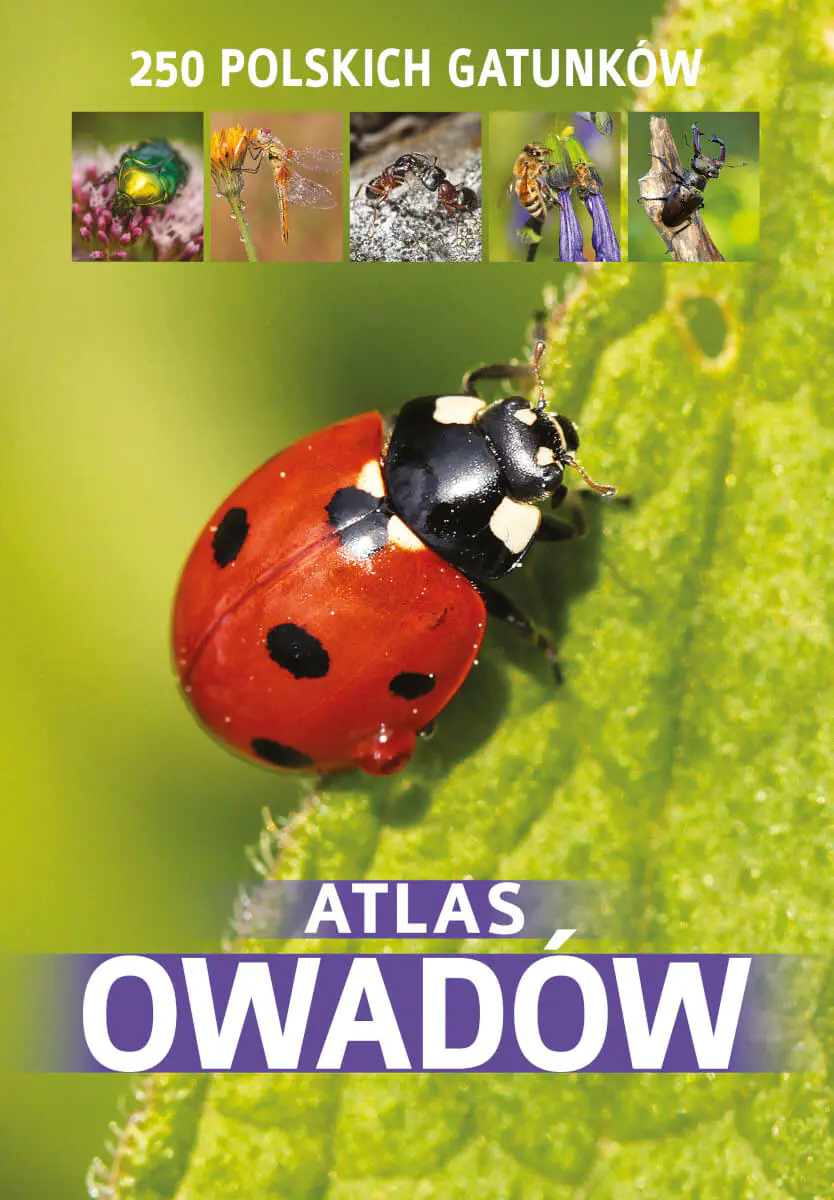 Książka - Atlas owadów