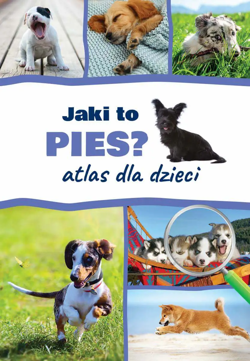 Książka - Jaki to pies? Atlas dla dzieci