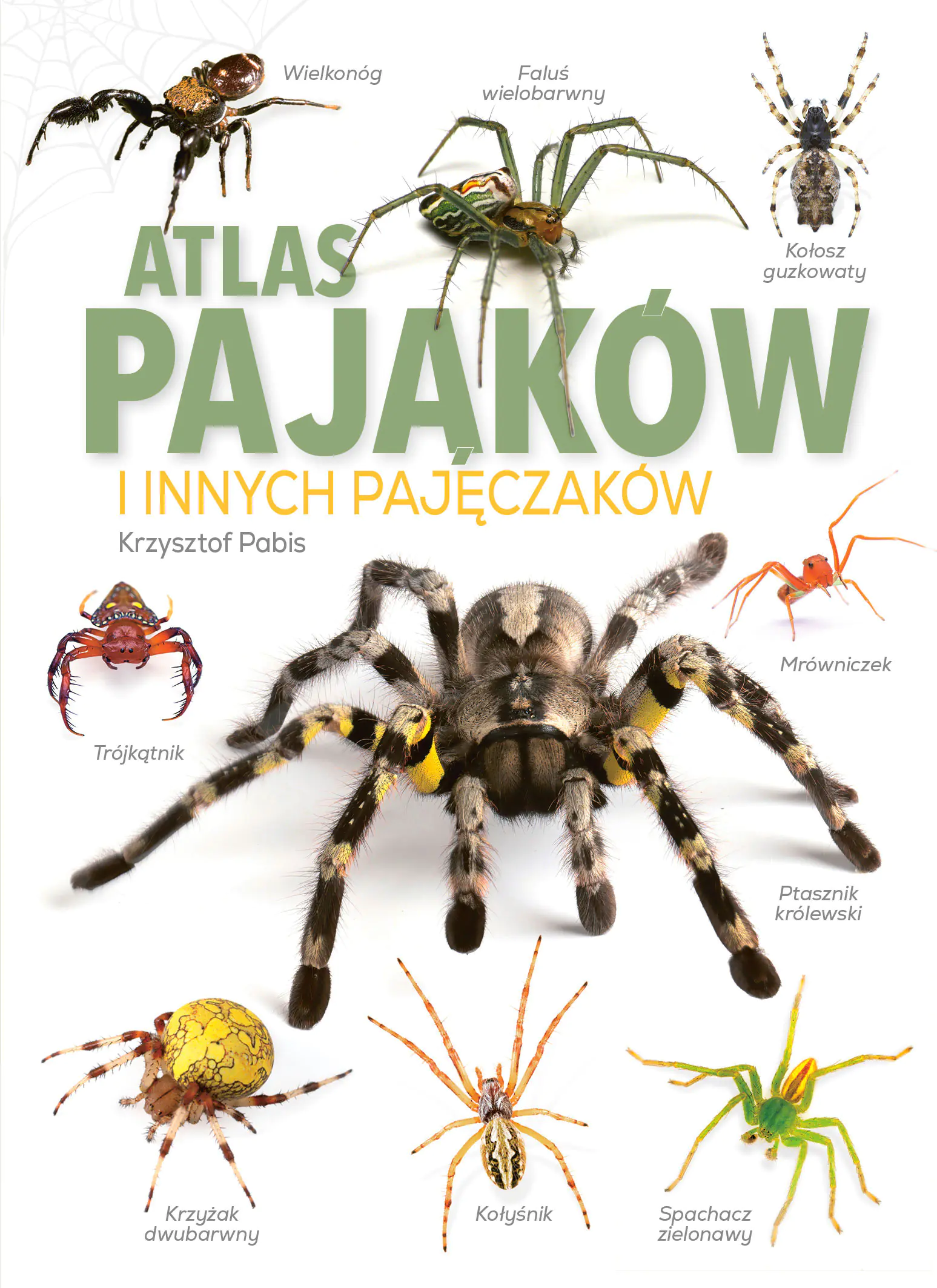 Książka - Atlas pająków i innych pajęczaków