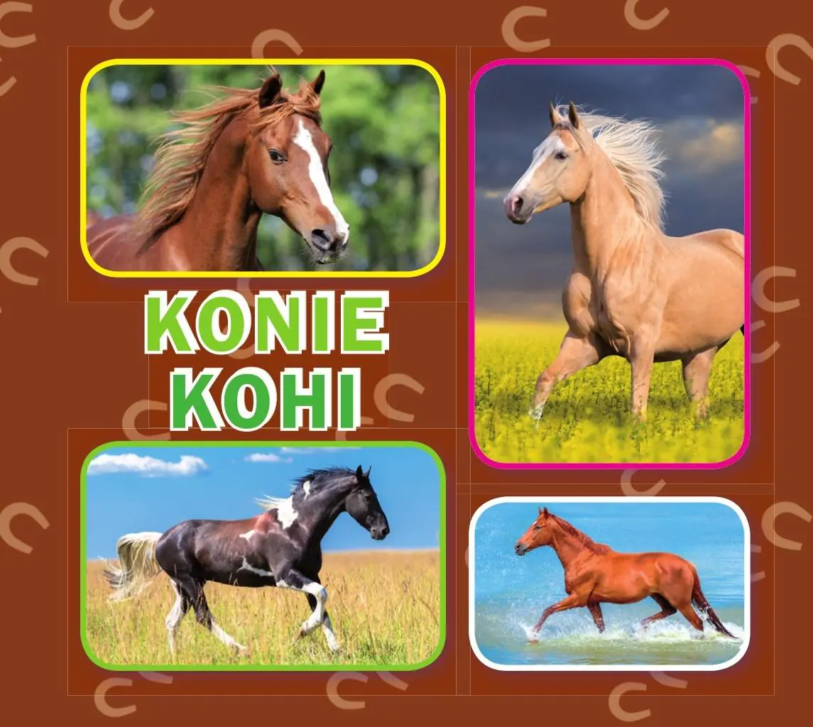 Książka - Konie