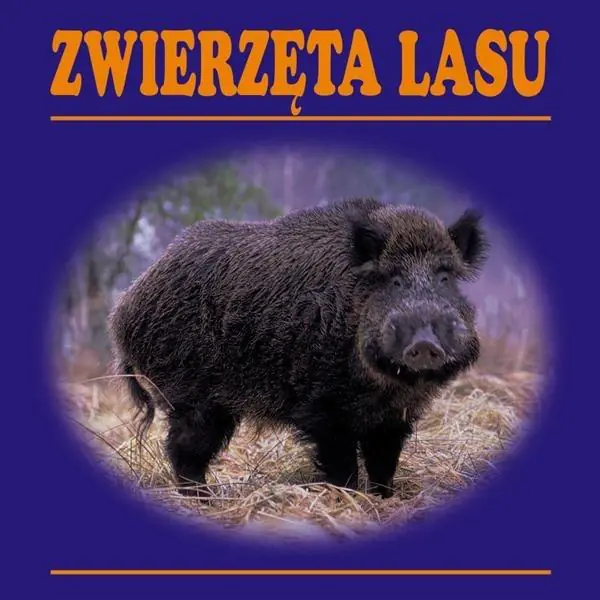 Książka - Zwierzęta lasu (składanka)